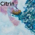 Ione Citrin -  - Water Color