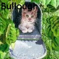 Nancy Tydings Bullough - Mailbox Kitty - Paintings