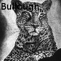 Nancy Tydings Bullough - Leopard - Acrylics