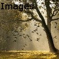 R K Images - Tree of Life - Photography