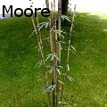 Stanger Moore - Bamboo - Sculpture