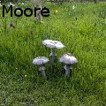 Stanger Moore - Three toadstools - Sculpture