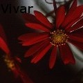 Tracey Vivar - Double Red Gerbera - Photography
