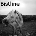 Walt Bistline - Irish Horse - Photography