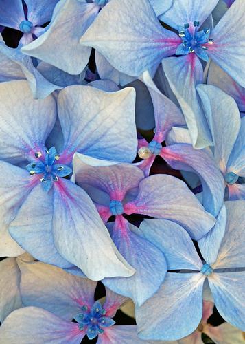 Kay McBeath Blue Hydrangeas