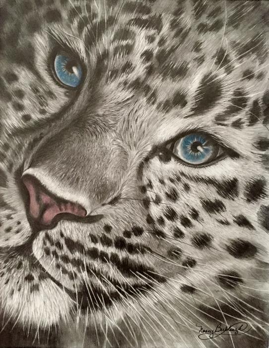 Eyes of the Snow Leopard