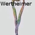 EstherWertheimer