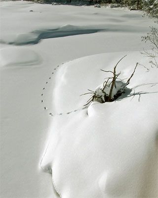 Walter Graff Footprints in the Snow