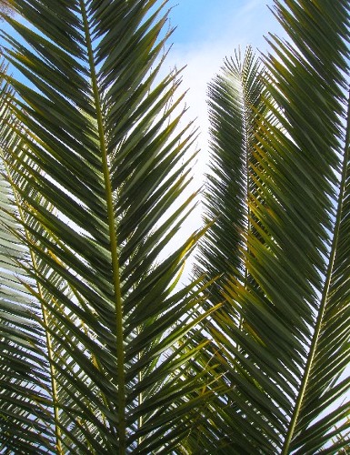 Twin Fronds