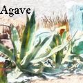 Blue Agave  -  - None