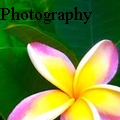 Joshua Owen Photography - Rainbow Plumeria - Photography