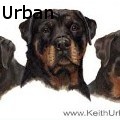 Keith Urban -  - Oil Painting