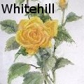 M. E. Whitehill - Yellow Rose - Paintings