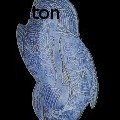 Ty Minton -  - None