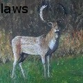 dusty laws - the stag - Acrylics