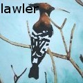 marceline lawler - Hoopoo - Water Color