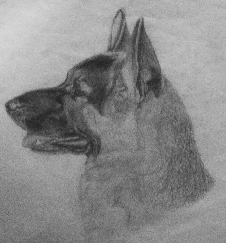 German Shepherd Portrait