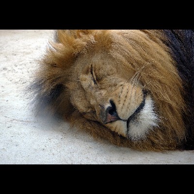 Barbary Lion