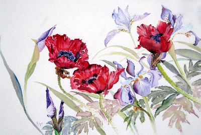 Poppies with Iris
