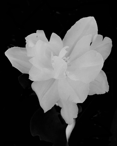 Tulip 4 in Black and White