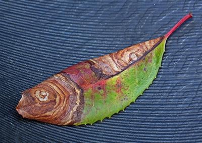 Toyon Fish