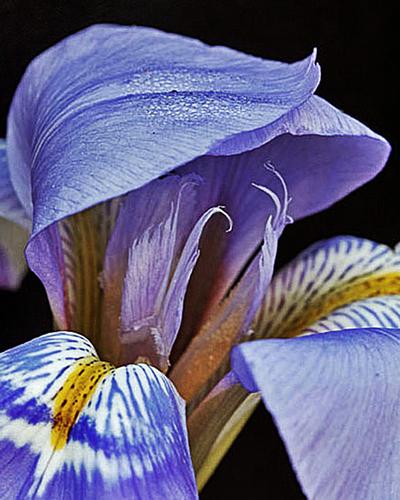Blue Iris Chapeau