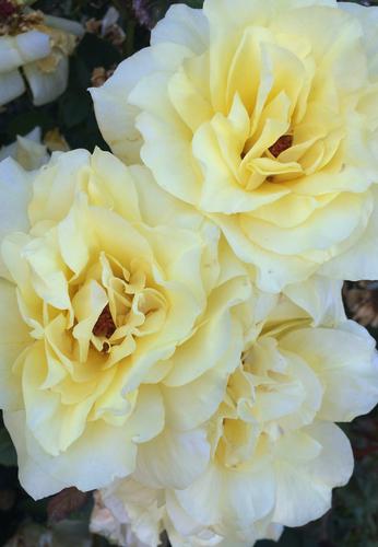 yellow rose