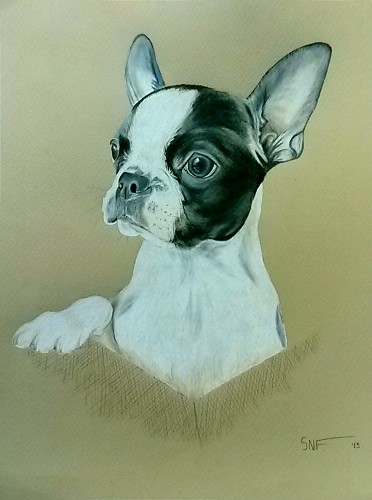 French Bulldog