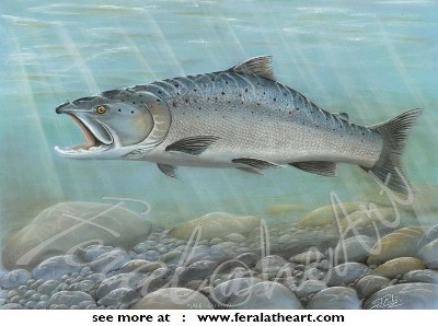 Male Salmon