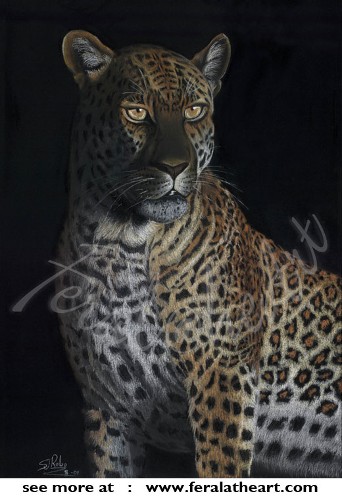 Leopard