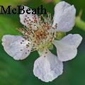 KayMcBeath