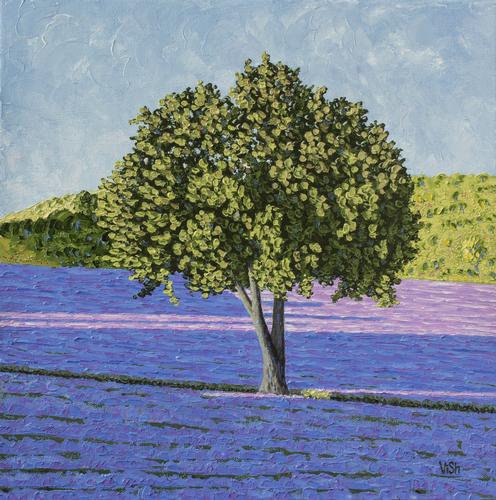 A tree in the middle of the lavender field