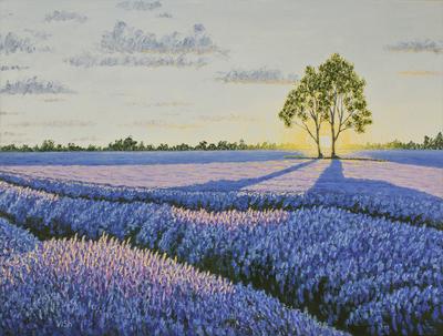 Lavender field with a tree, sunset in Provence