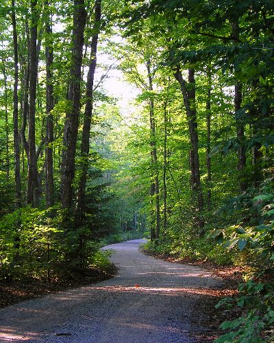 Country Road in Spring