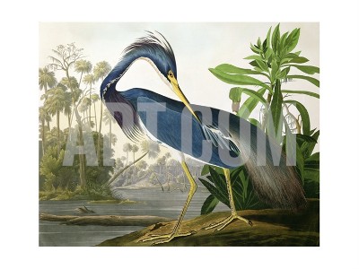 LOUISIANAHERONFROM BIRDS OF AMERICA