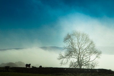 Tree and cow silhouette 